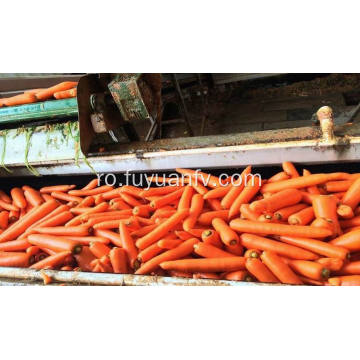 morcov proaspăt de bună calitate
